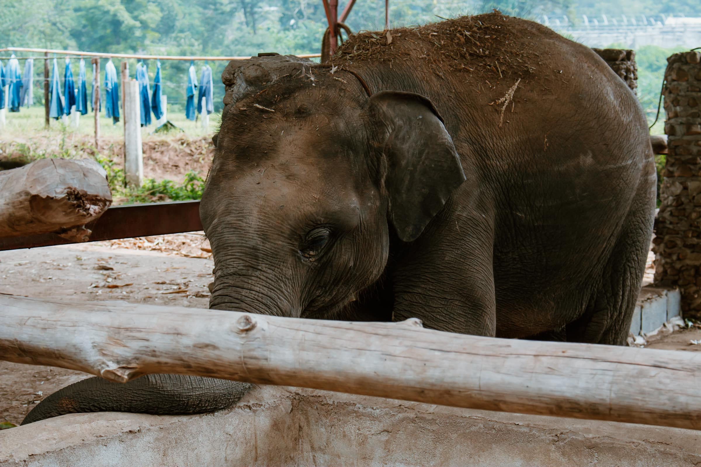 Elefanten Baby in Thailand