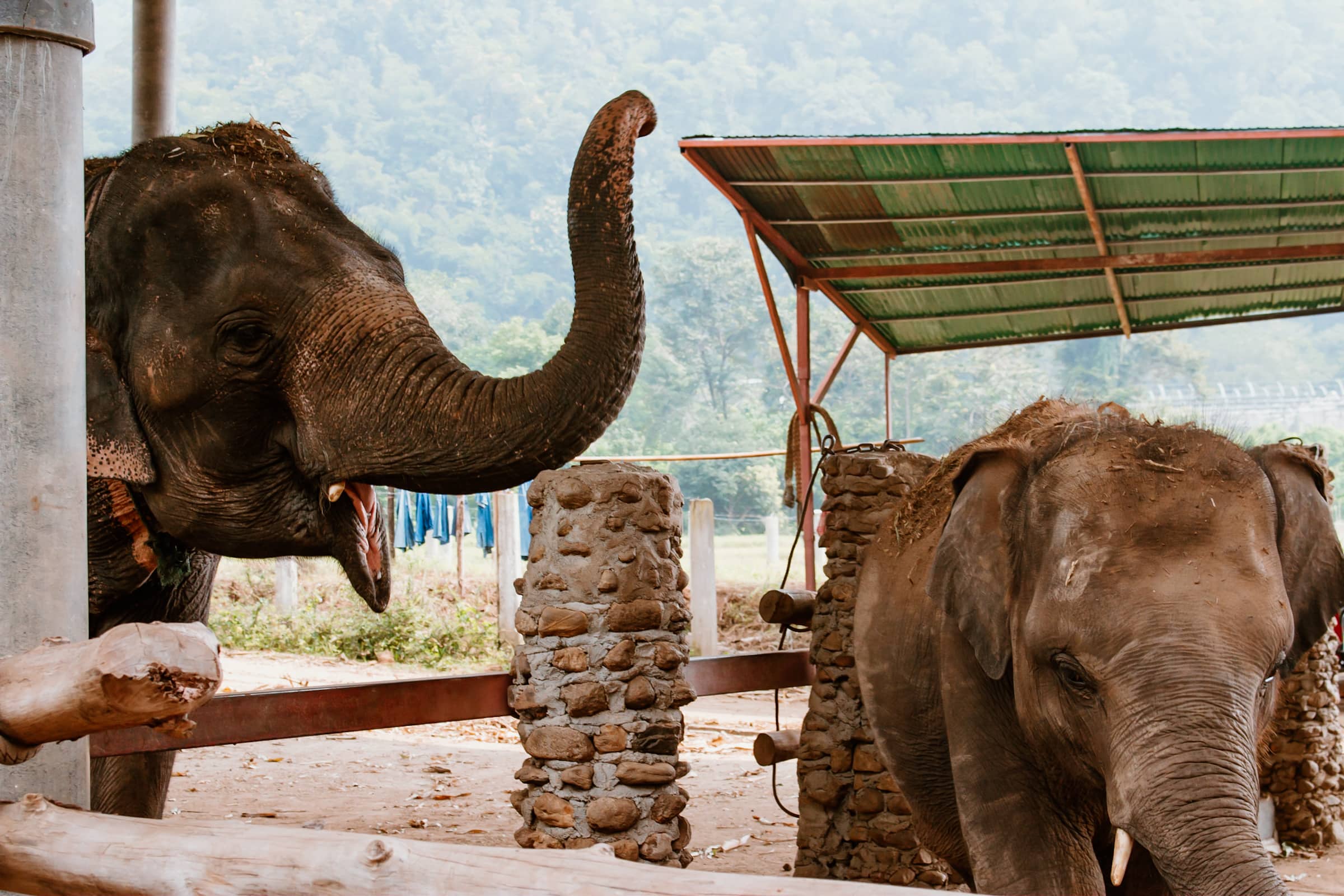 Elefanten im Elephant Camp in der Nähe von Chiang Mai, Thailand