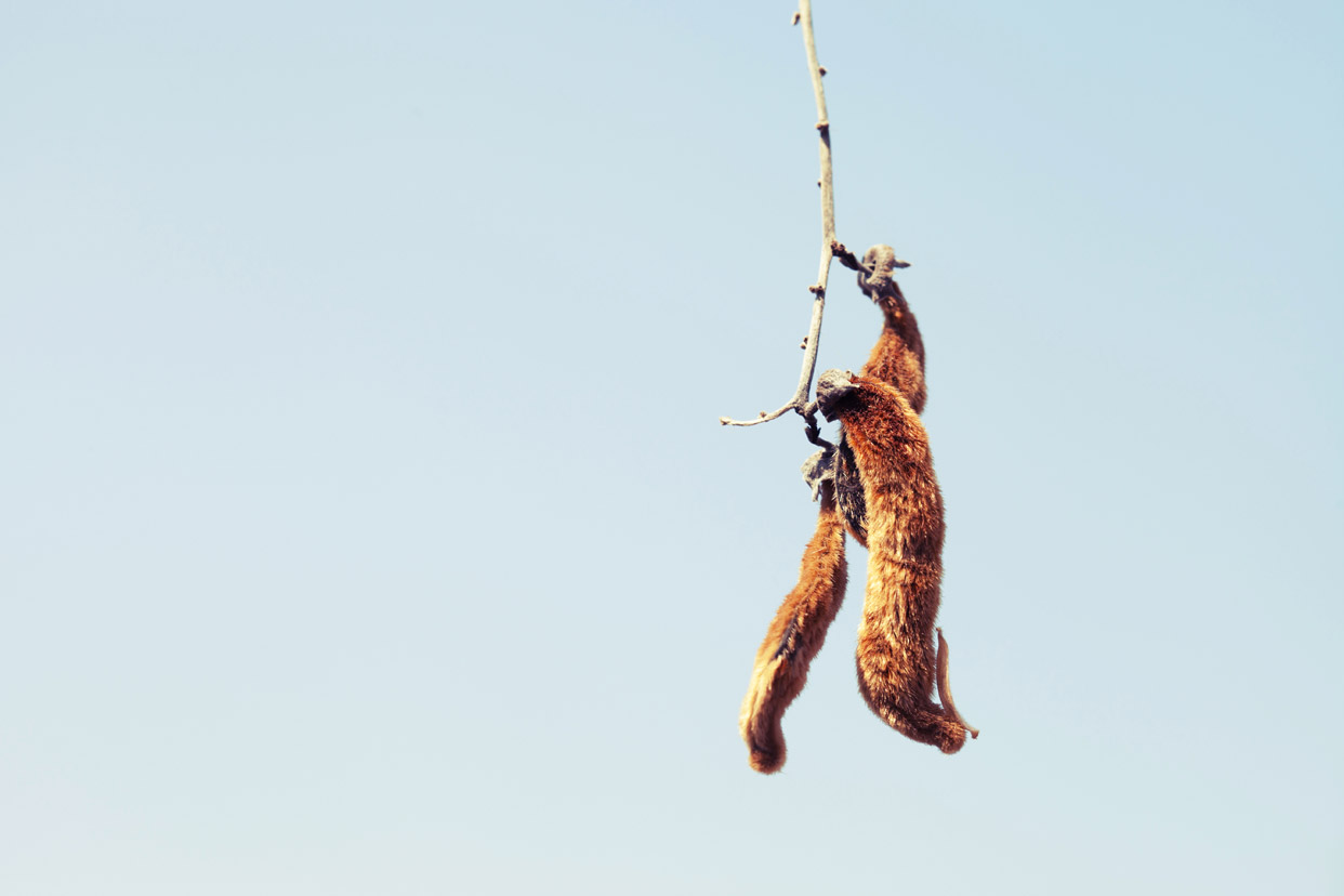 Mucuna-Pruriens-Velvet-Bean-Pods