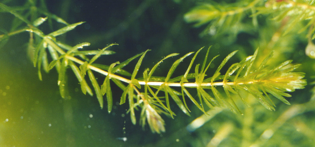 hydrilla-plant-shoot