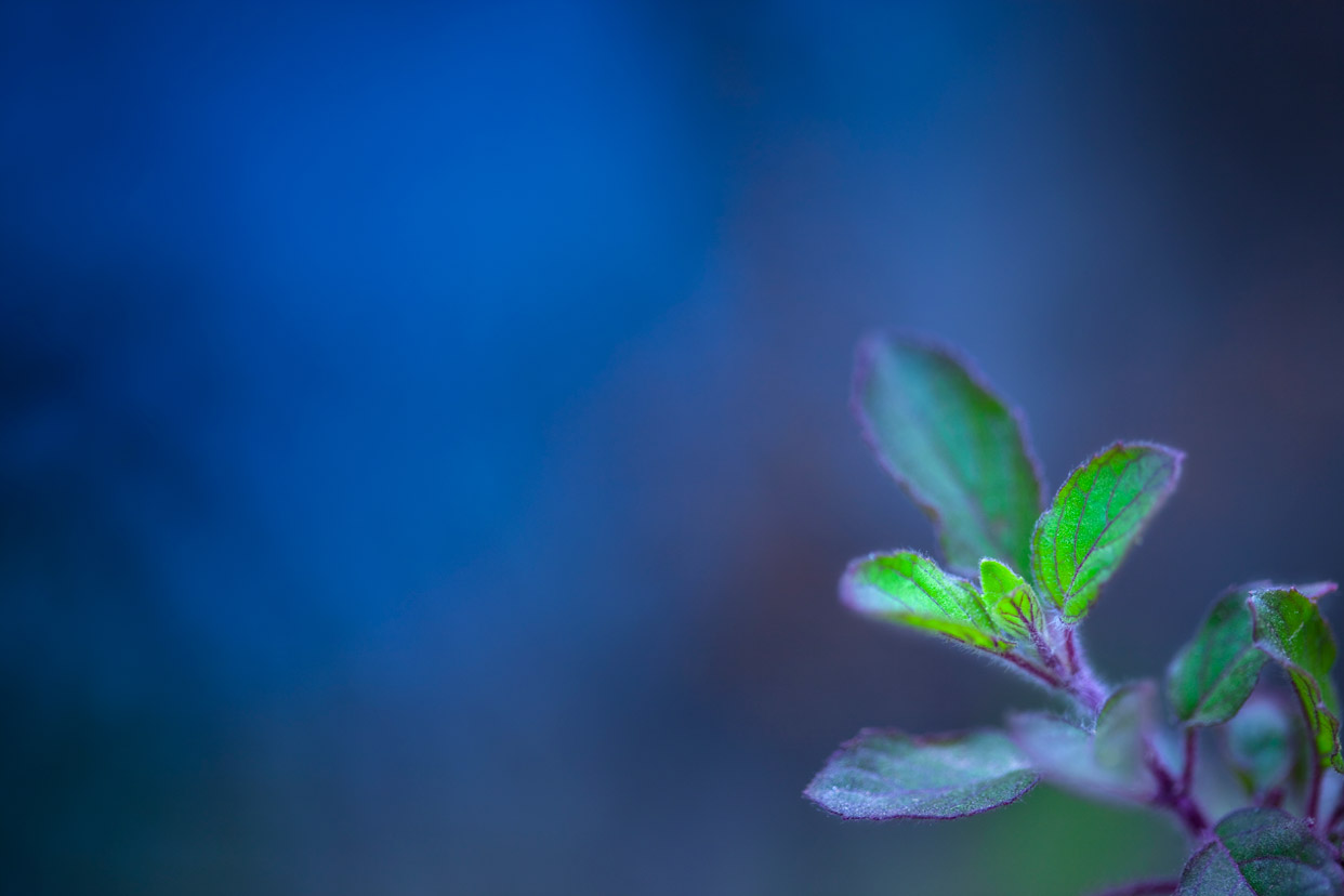 tulsi-holy-basil-leaves-tea-blue-green