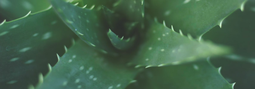 aloe-vera-plant