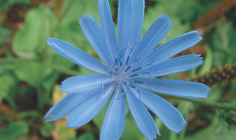 chicory-liver-cleansing-food-and-herb