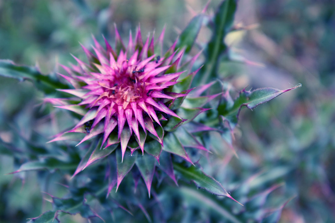 6 Liver Cleansing Foods and Herbs for Cellular Rejuvenation and Detoxification