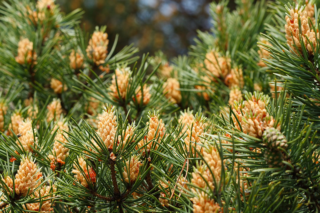 pine-pollen