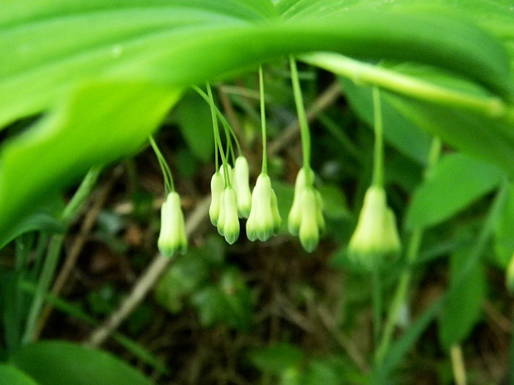 Green-He-Shou-Wu-Leaves-Fo-Ti-Polygonum-Multiflorum
