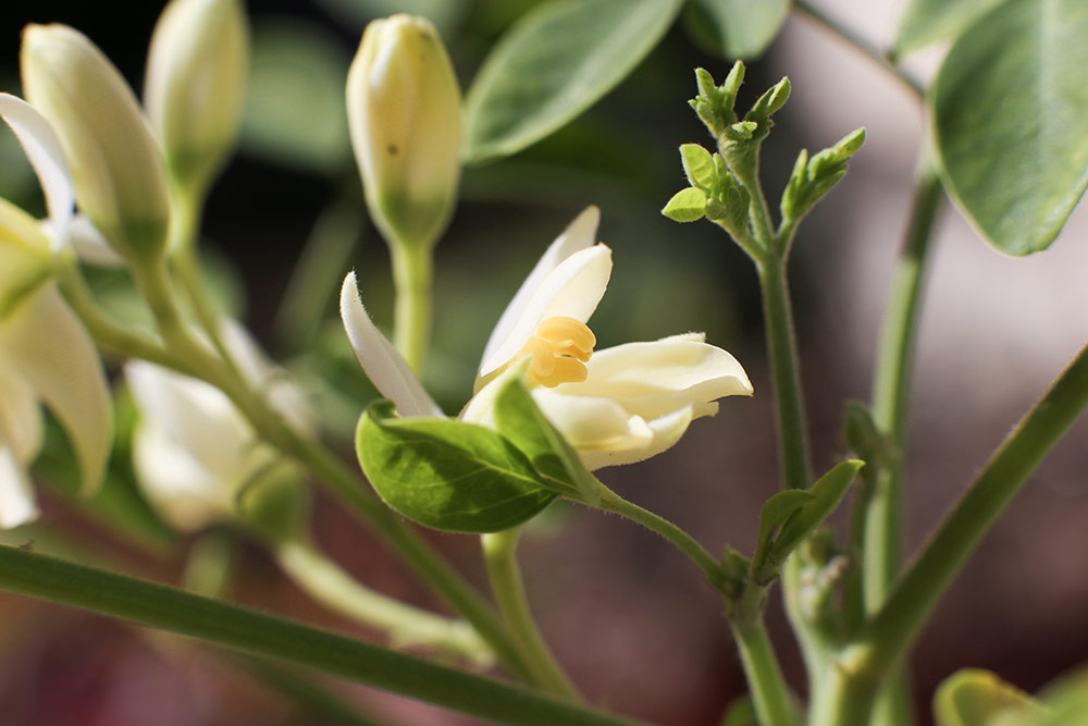 Moringa-Oleifera-leaves-blossom-plant-hi-res