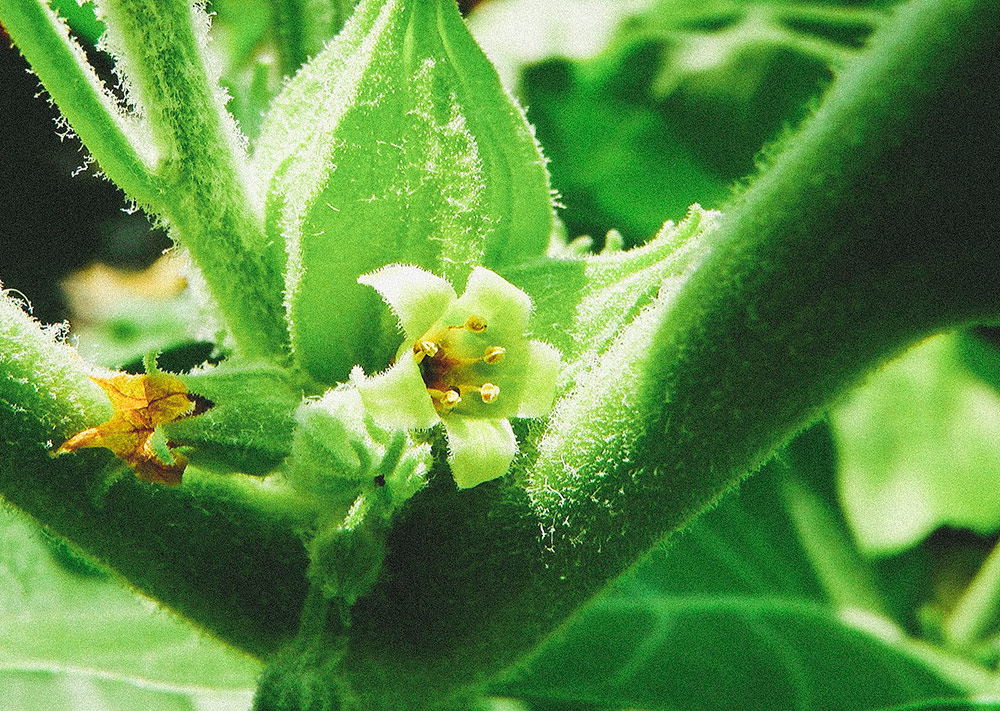 ashwaghanda-benefits-plant-closeup