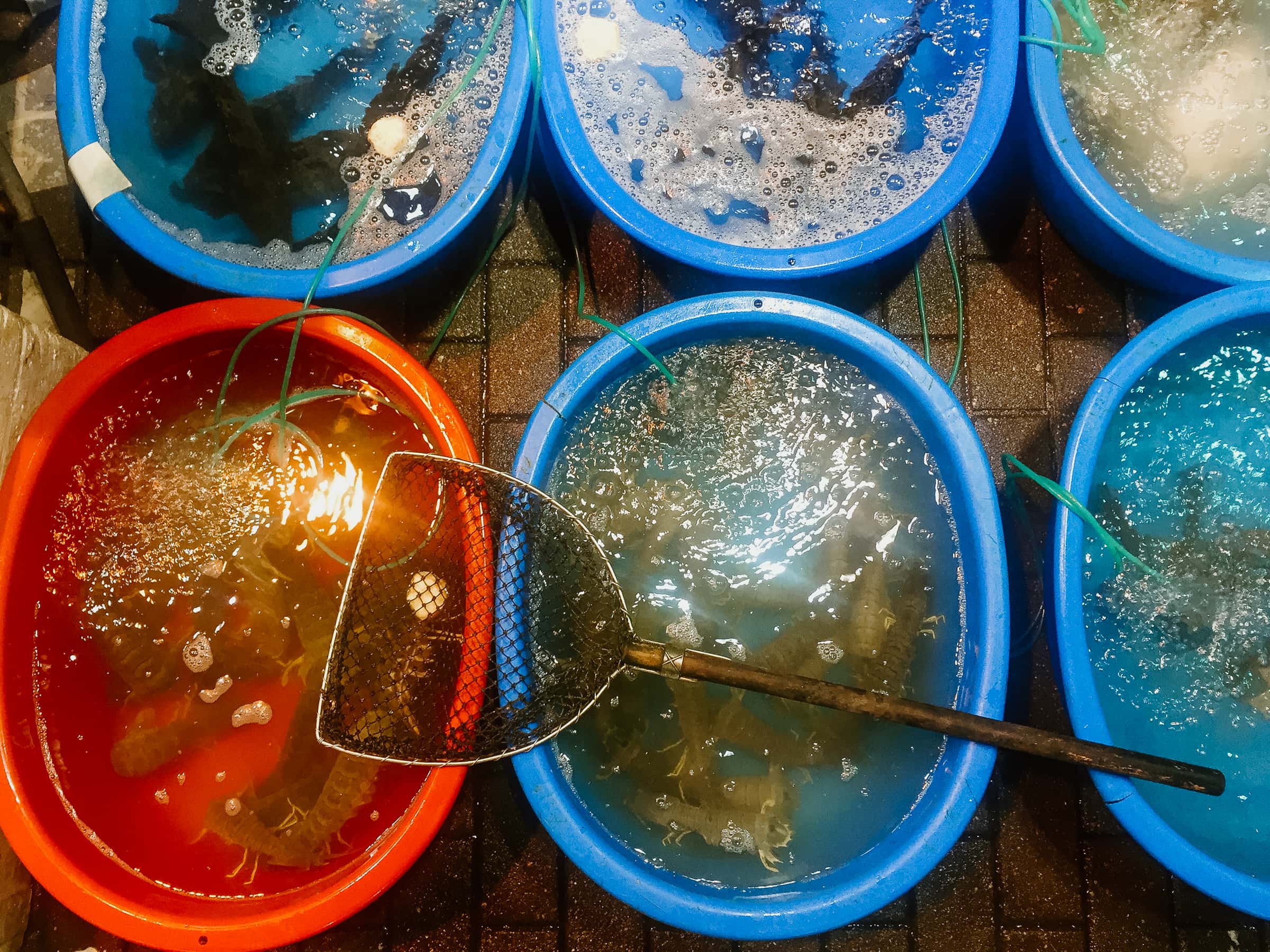 water basin with seafood in chinese restaurant