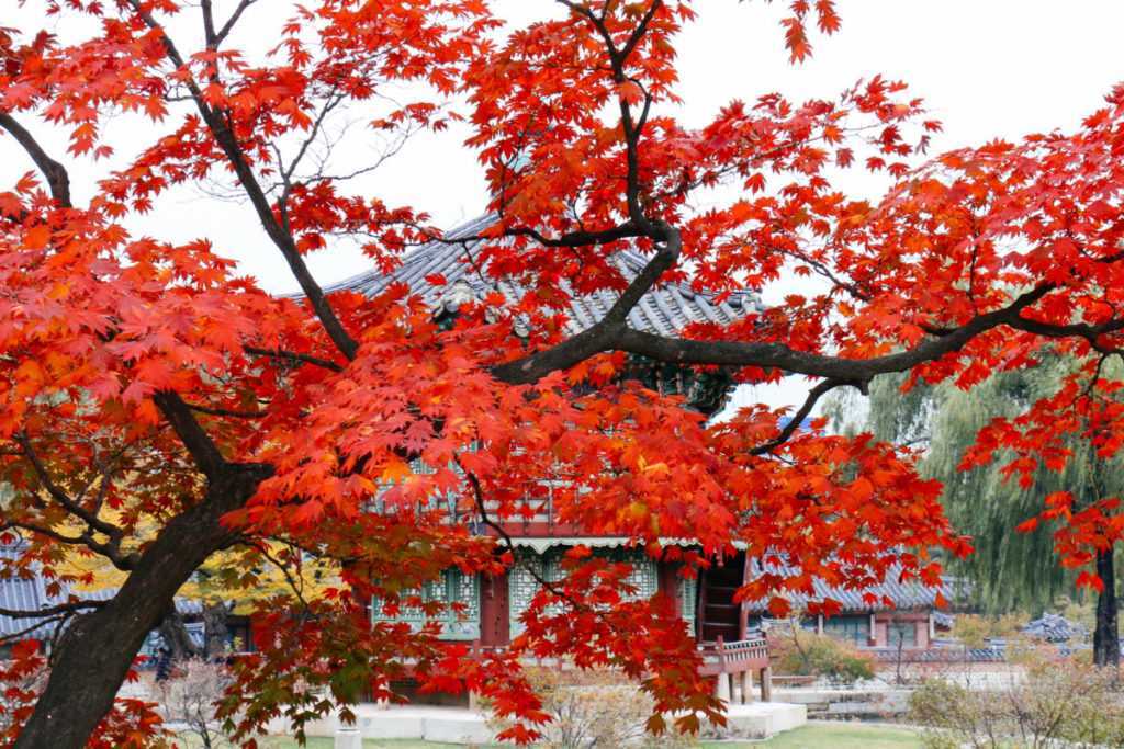 herbstlaub im gyeongbokgung palast seoul korea
