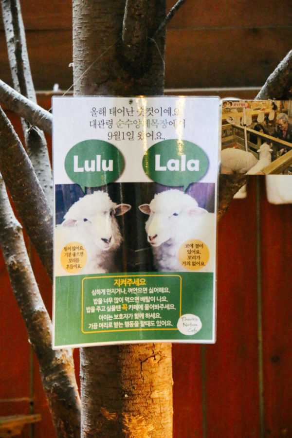 Thanks Nature Café, Seoul, Korea Café mit Schafen