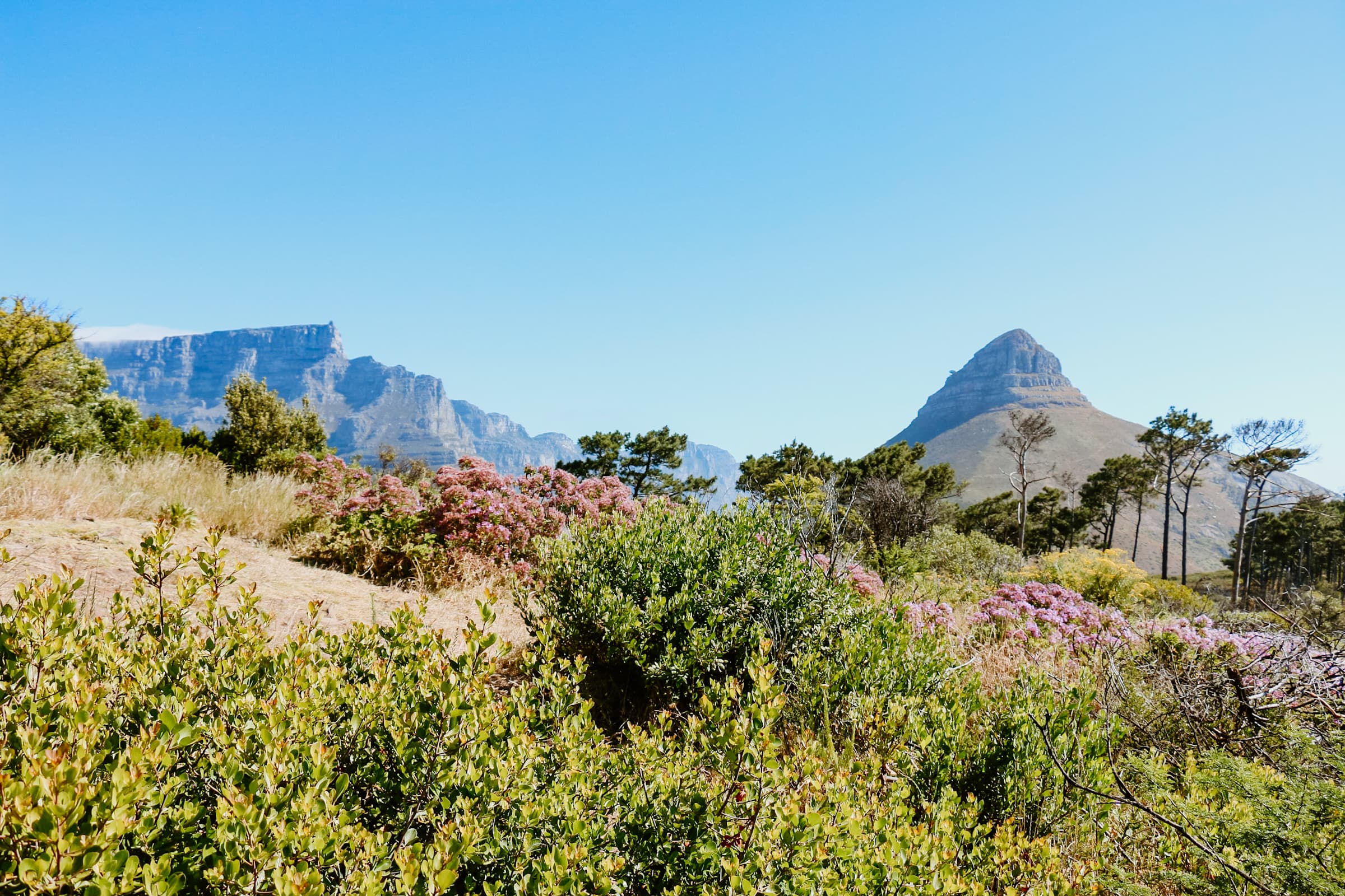 table mountain lions head