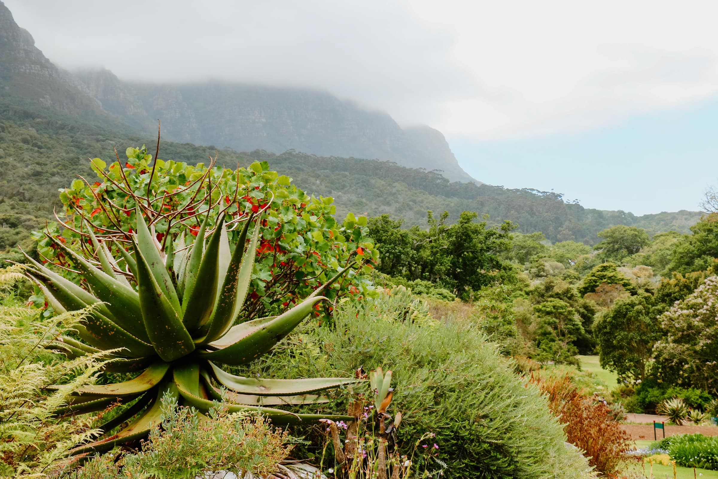 kirstenbosch table mountain