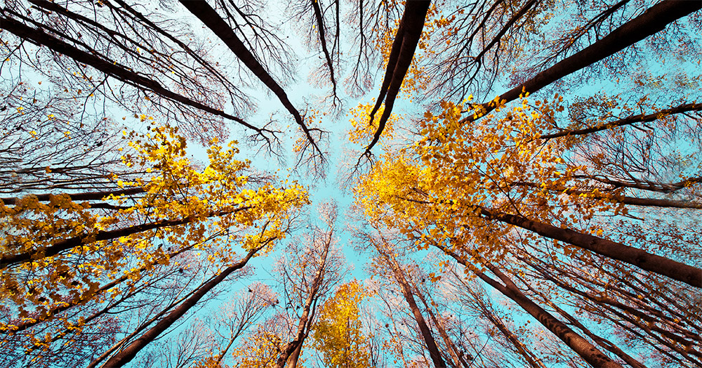 Plant Consciousness: The Fascinating Evidence Showing Plants Have Human Level Intelligence, Feelings, Pain and More