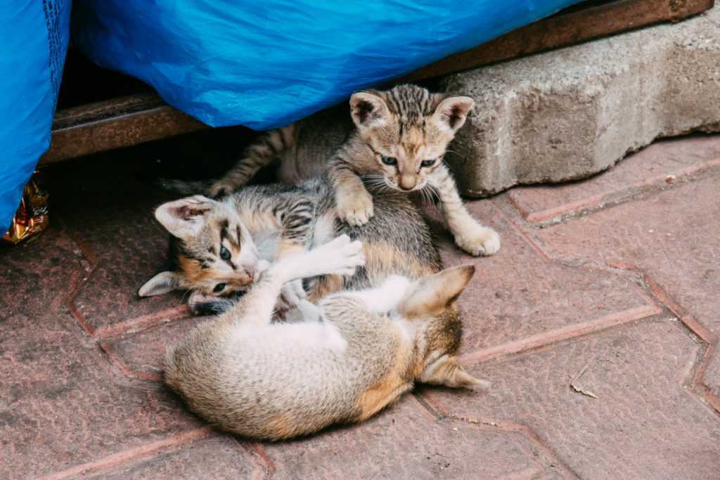 spielende katzenbabys in indien