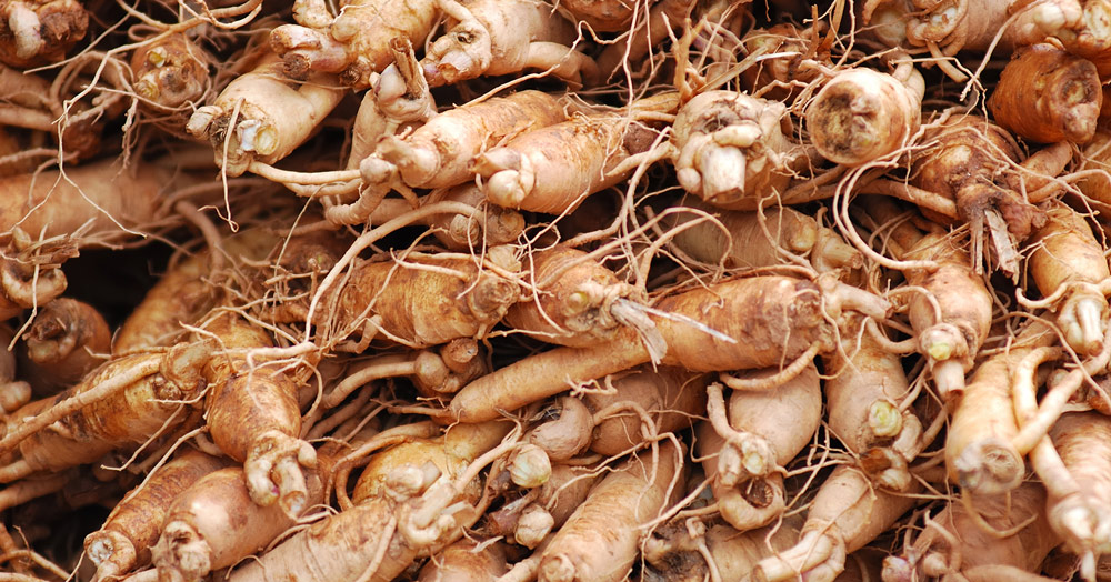 The Incredible Health Benefits of Ginseng: Herb of Immortality & Strength
