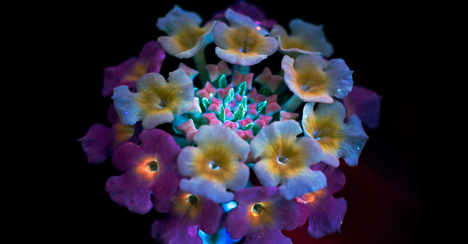 The Top 3 Spiritual Essential Oils for Healing, Health and Peace