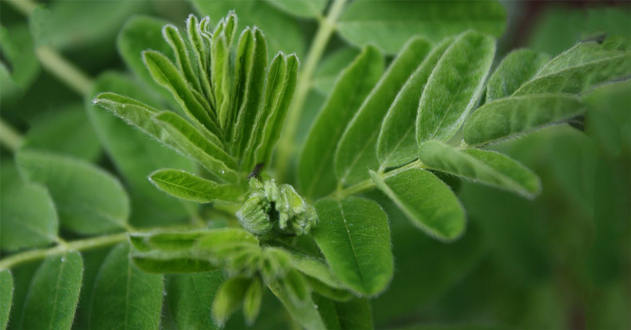 The Incredible Benefits of Astragalus Root: Herb of Longevity