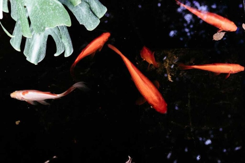 Jardin Majorelle Marrakesch