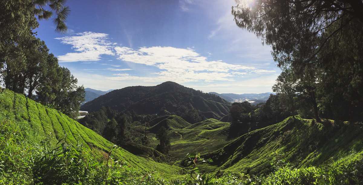 Cameron Highlands Malaysia Teeplantagen