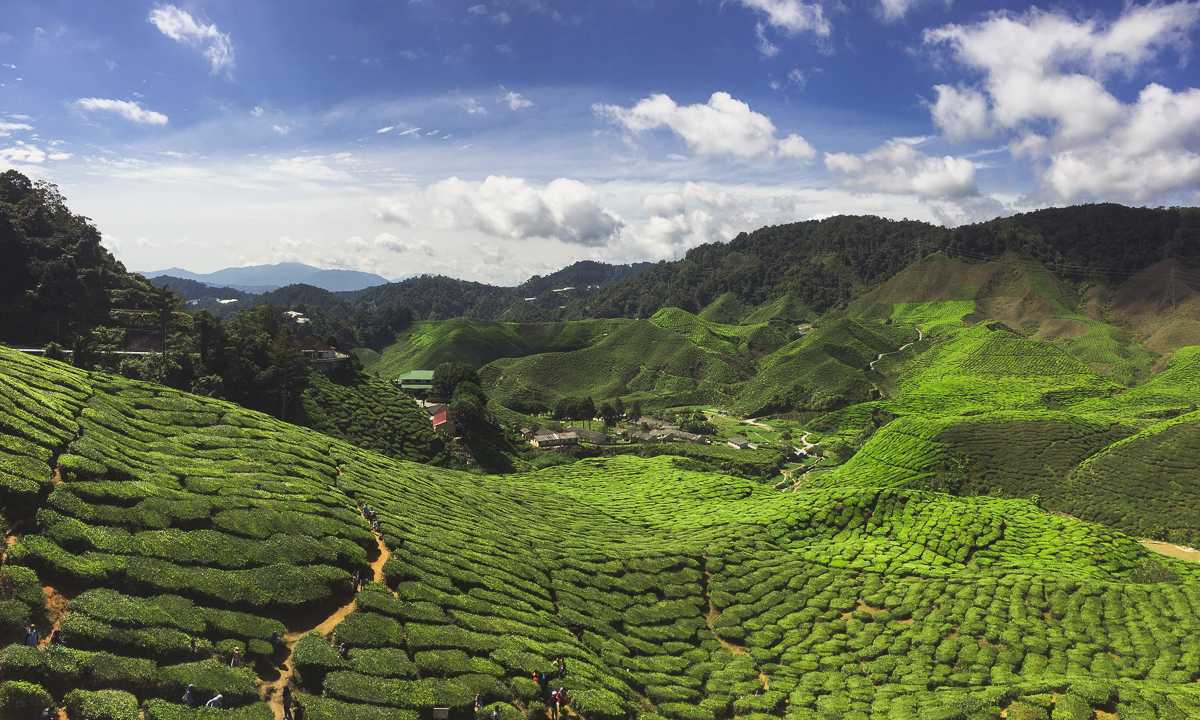 cameron highlands teeplantage