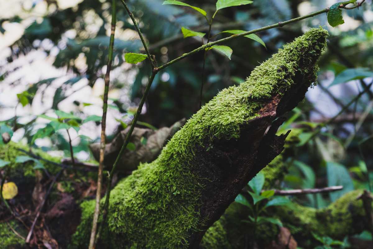 Cameron Highlands Mossy Forest Baum mit Moos