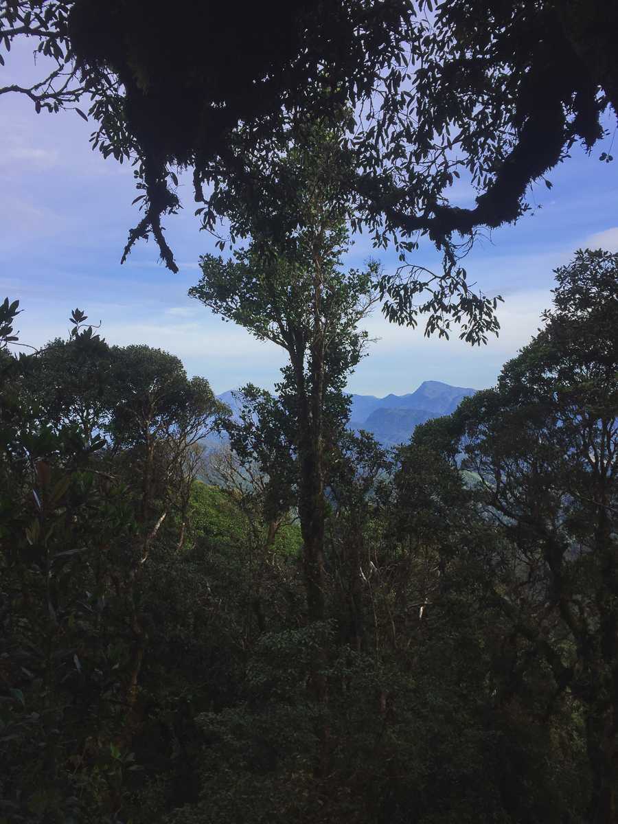 Cameron Highlands Mossy Forest Regenwald Malaysia