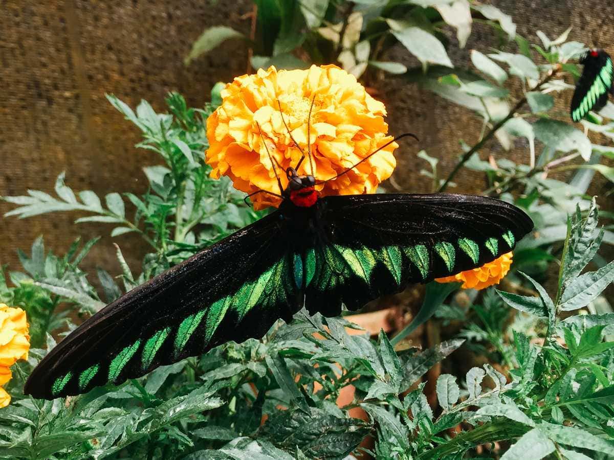 Cameron Highlands Schmetterlingsfarm Schmetterling schwarz