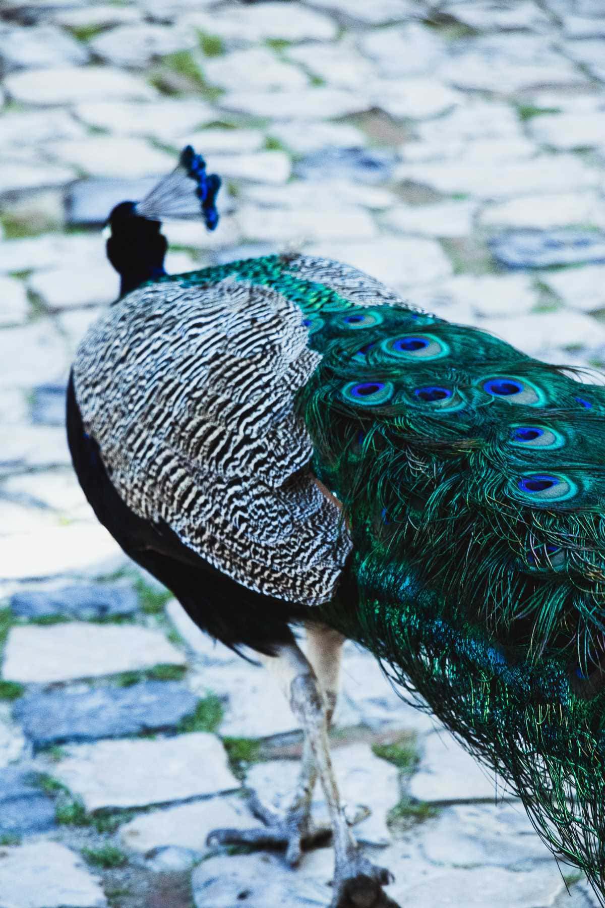 Pfau im Castelo de São Jorge Lissabon