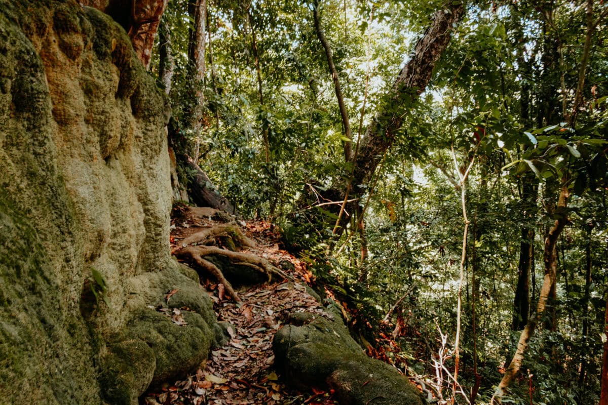 Waldweg mit Bäumen und Felsen im Dschungel