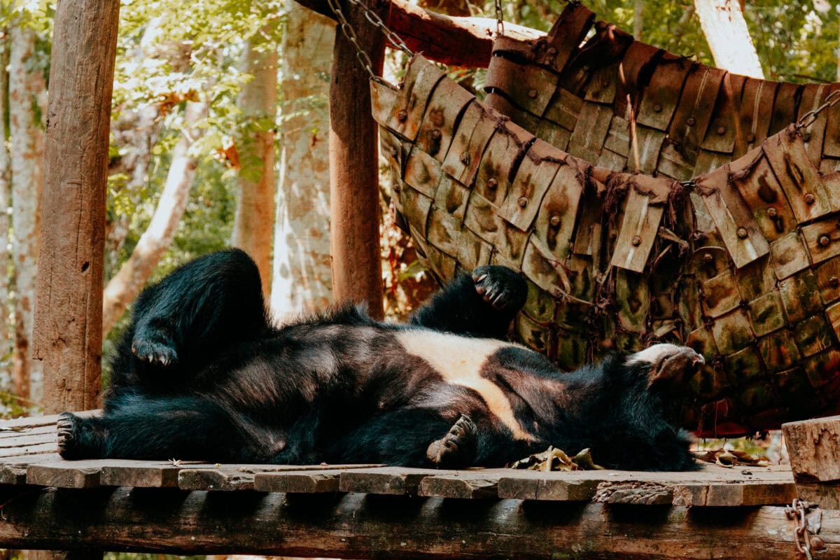 Schlafender Bär auf Holzplattform im Wald.
