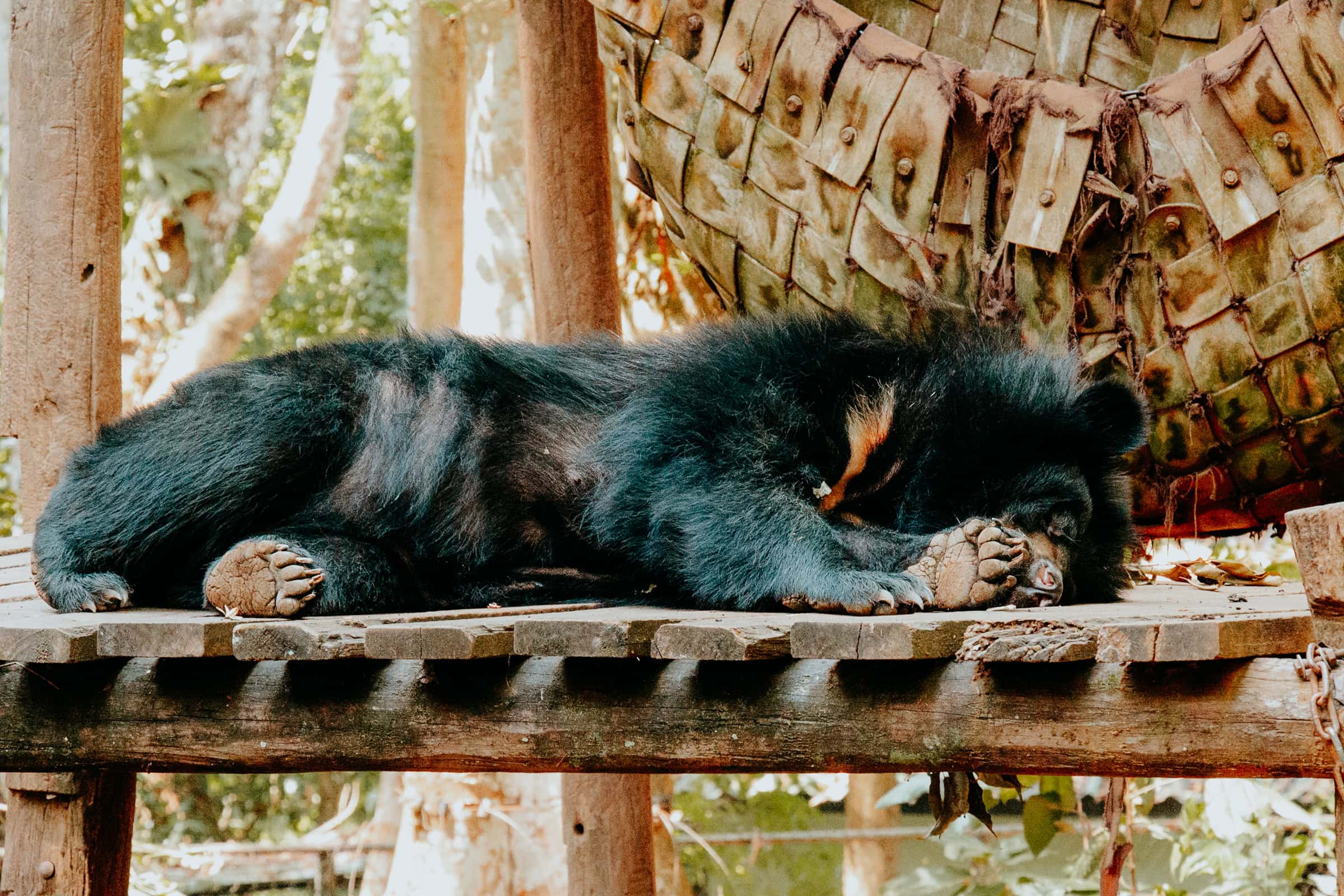 Schlafender Schwarzbär auf Holzplattform im Freien.