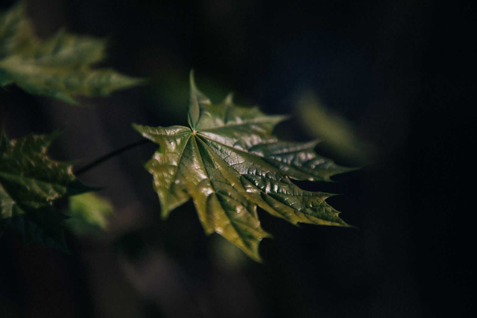 Radtour Dahme Wald und Müggelsee Blätter im Dunkeln