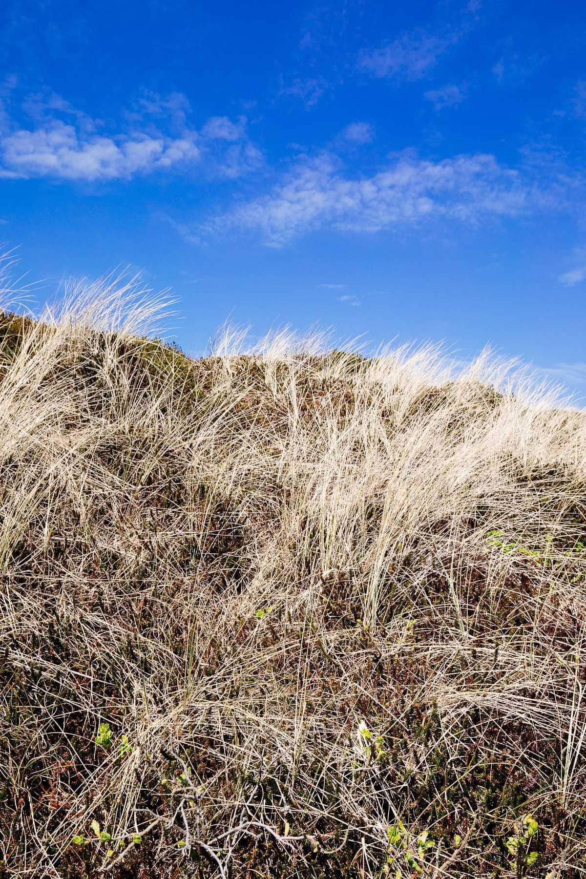 Sylt Rantum Strand Düne