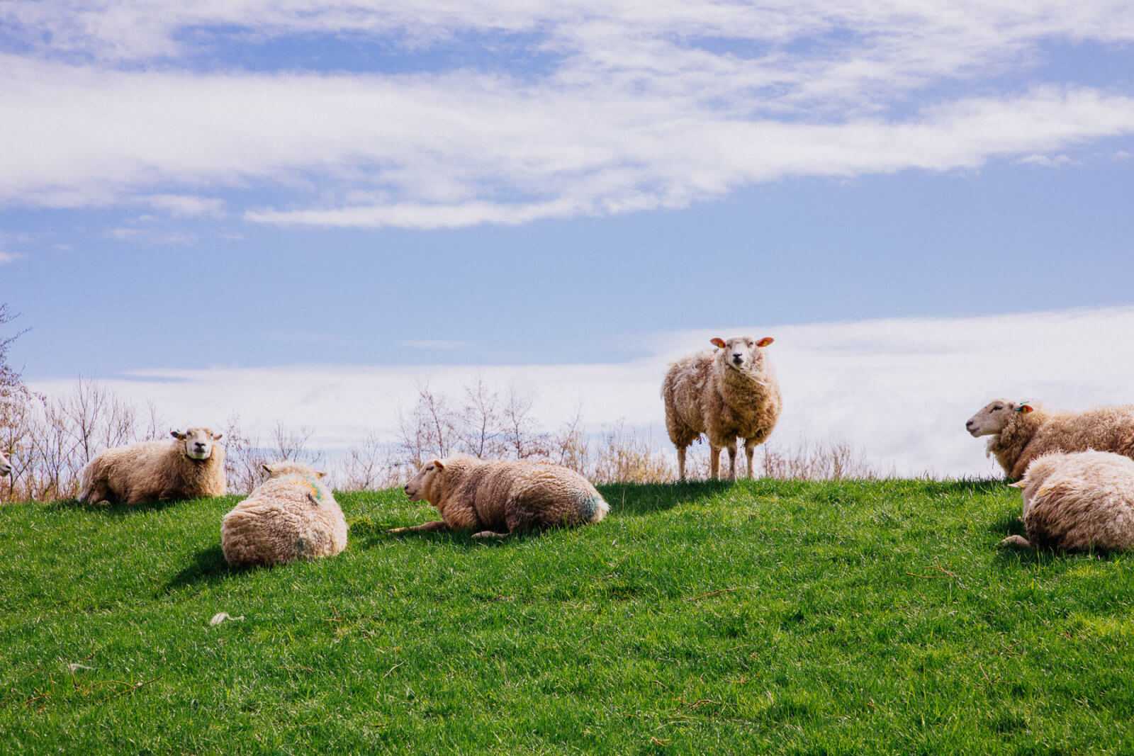 Sylt Sehenswürdigkeiten Vogelschutzgebiet Rantum