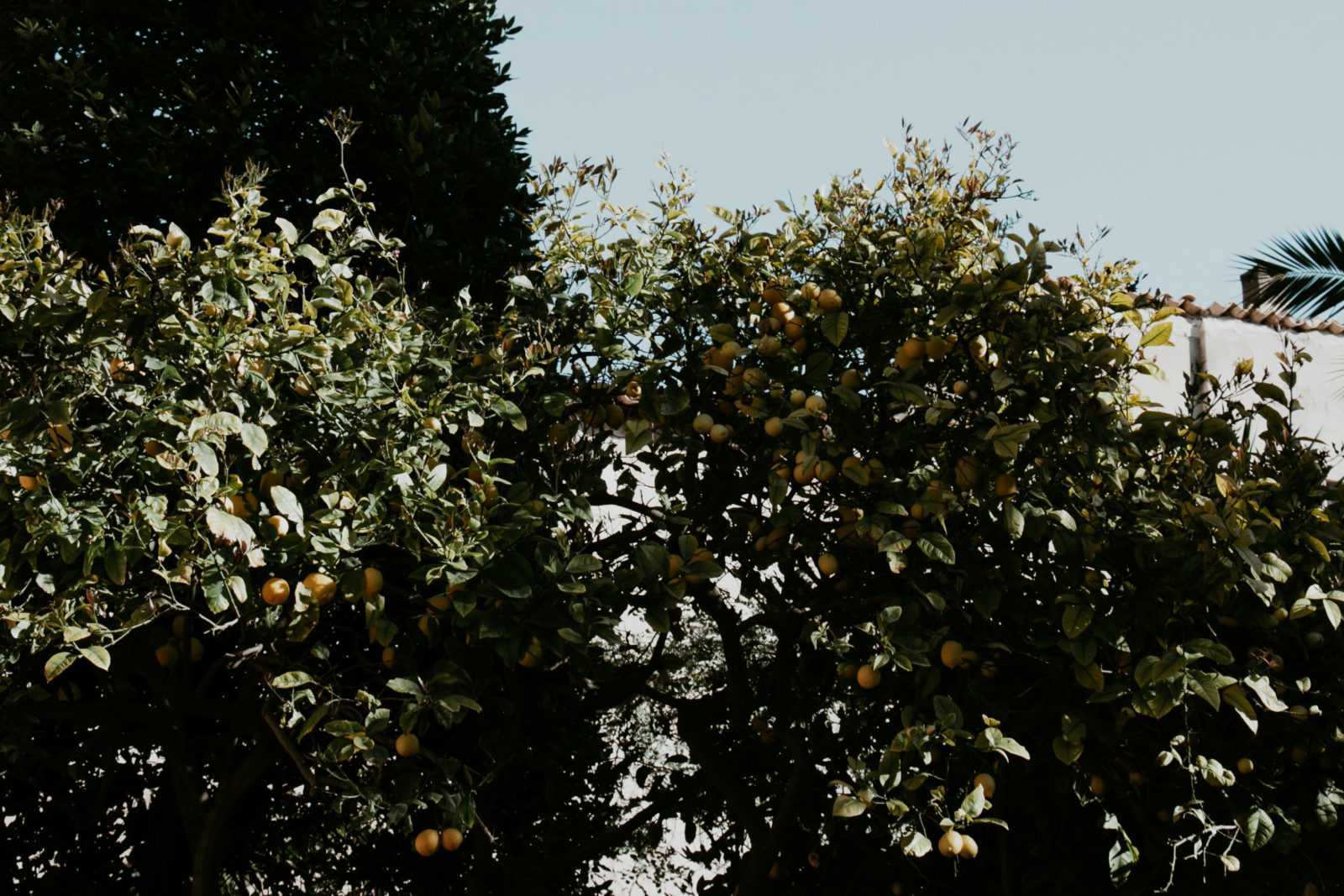 Orangenbaum Garten banys arabs palma de mallorca