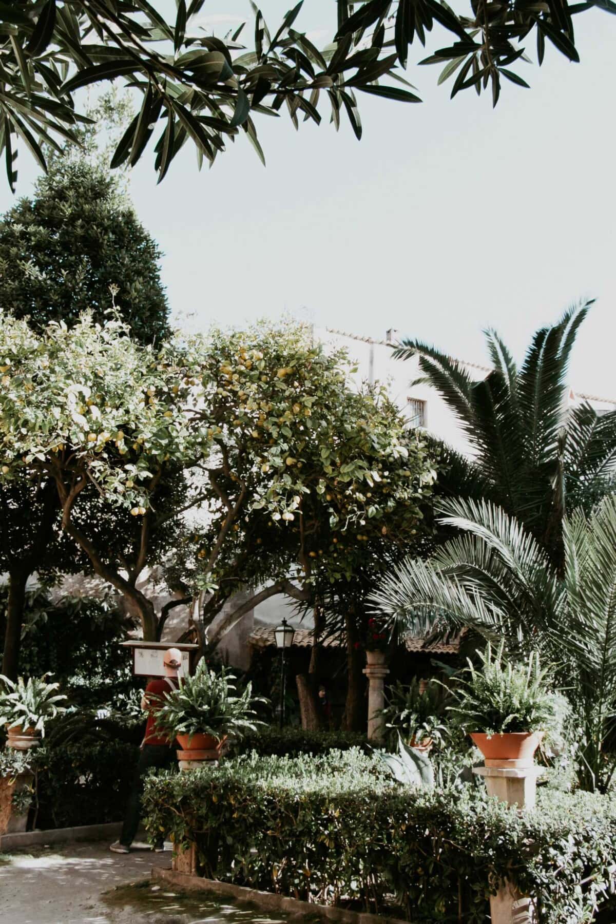 Garten in den Banos Arabes palma de mallorca