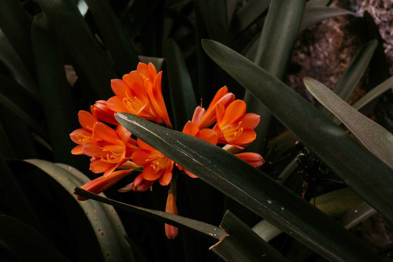 banys arabs palma de mallorca