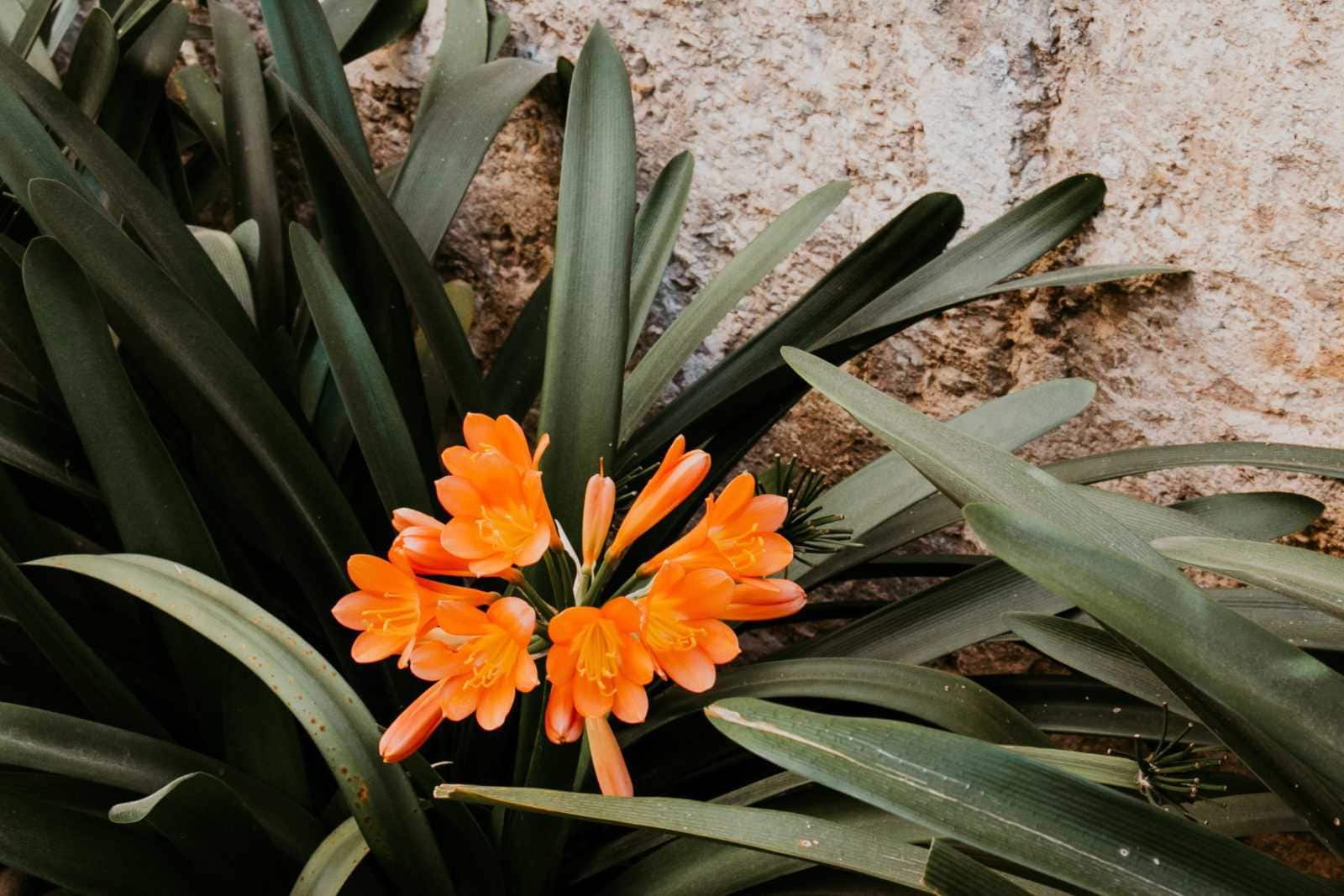 Palma de Mallorca Garten Banys Arabs