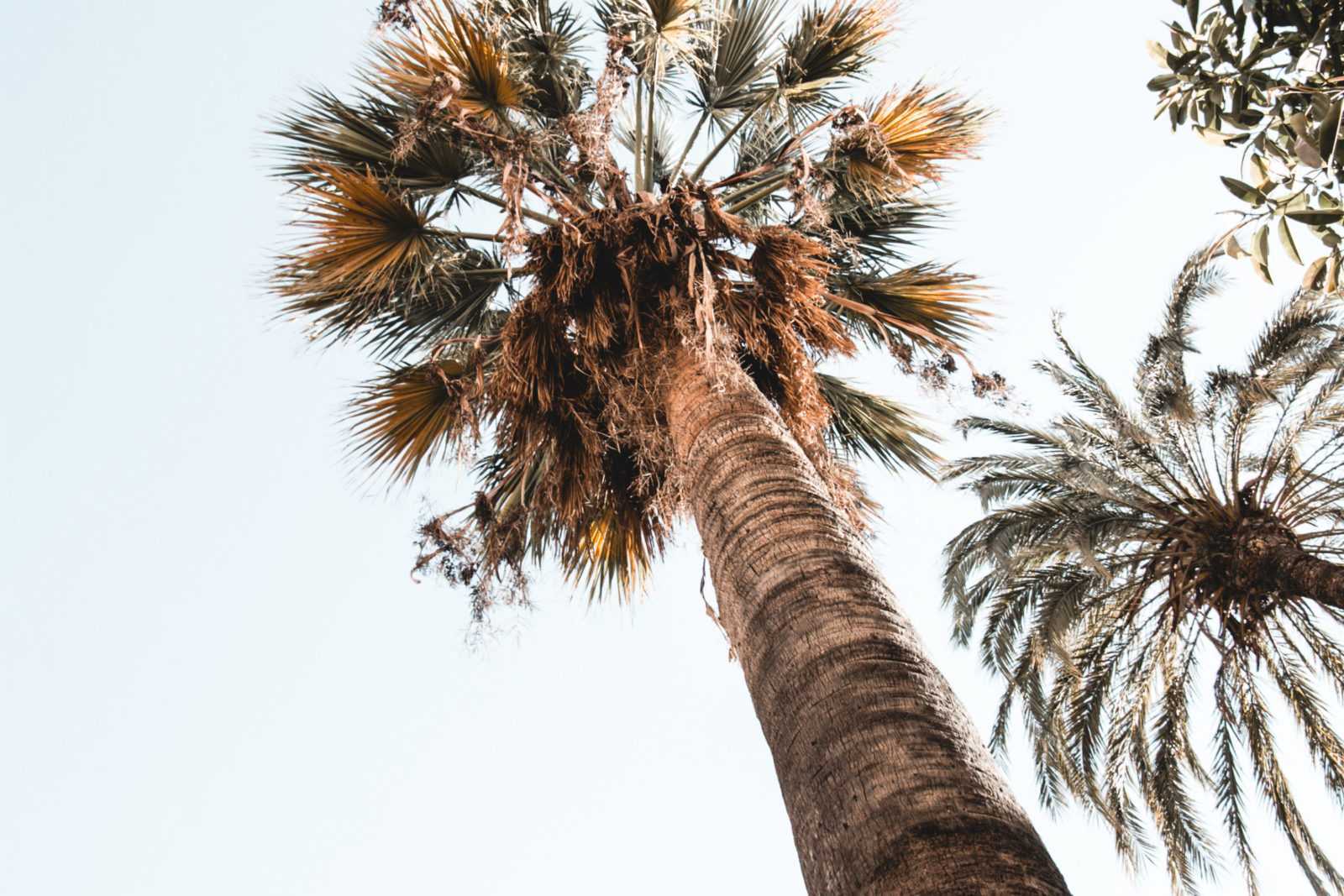 Garten Arabische Bäder mit Palmen palma de mallorca