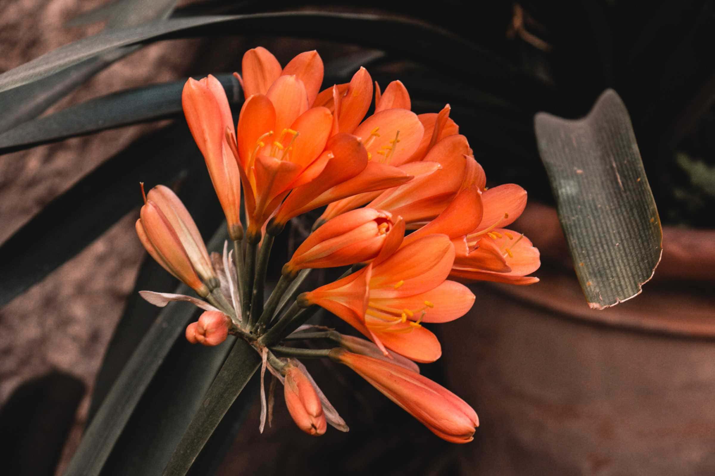 Bunte Blüten im Garten banys arabs palma de mallorca