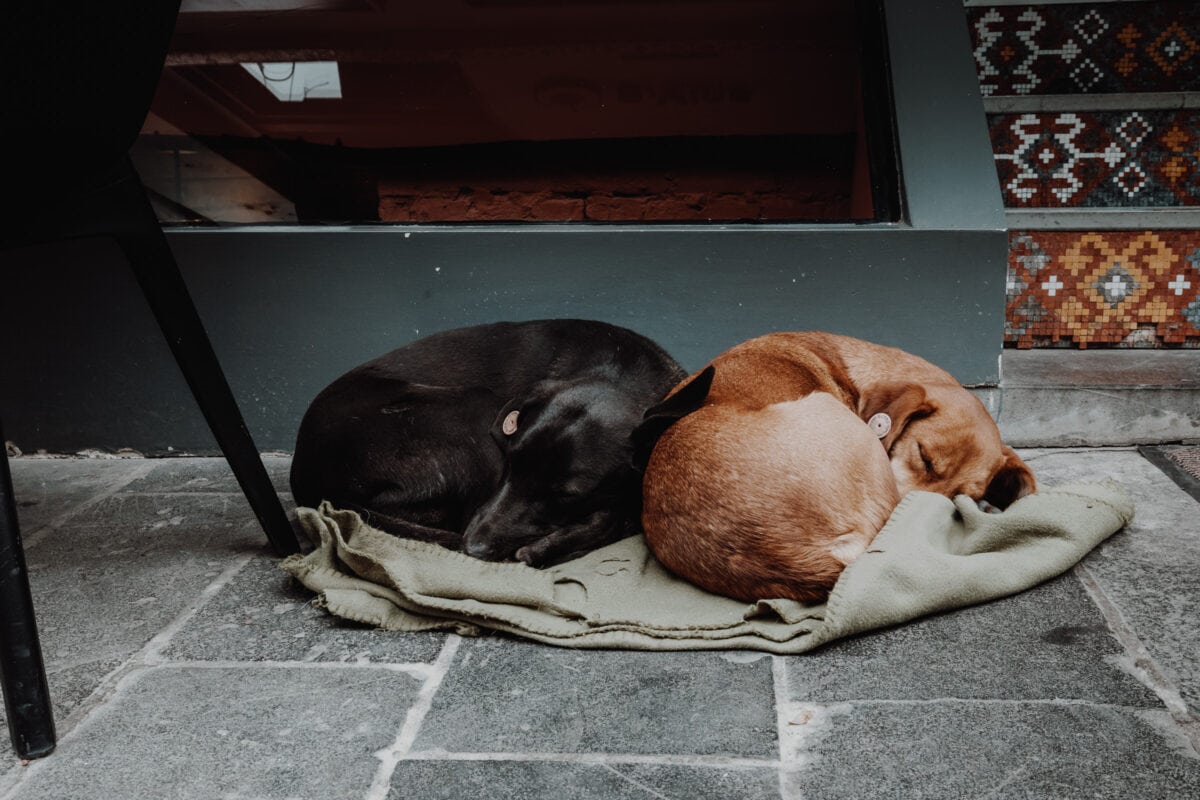 Tiflis Sehenswürdigkeiten Straßenhunde