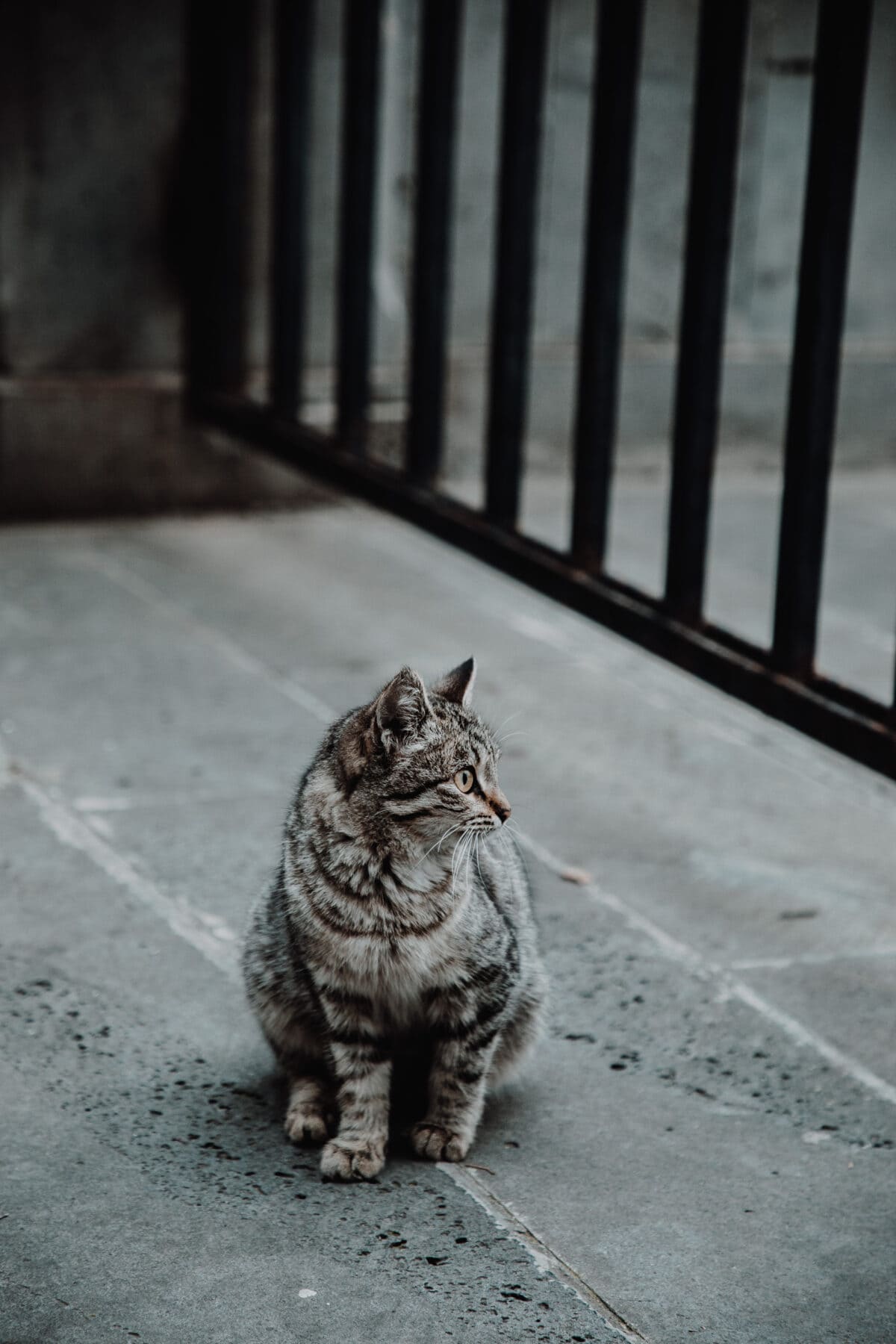 Tiflis Sehenswürdigkeiten Katzen auf der Straße