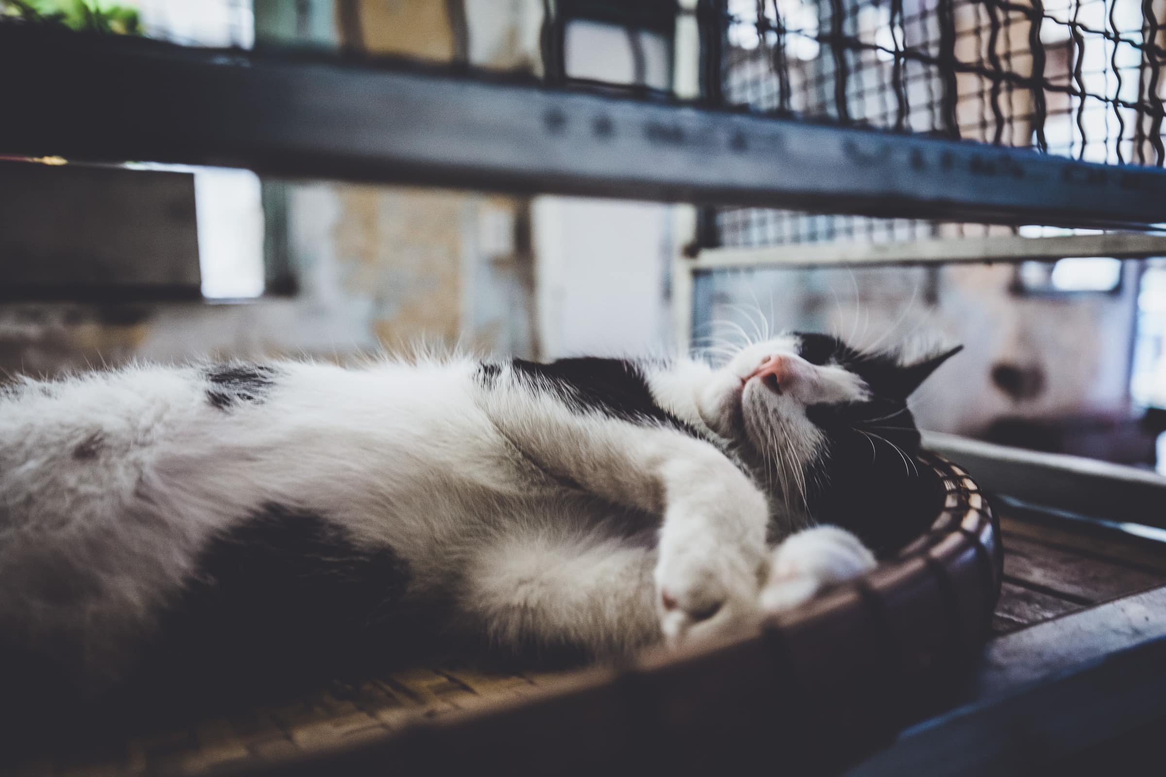 Cat in raffia basket