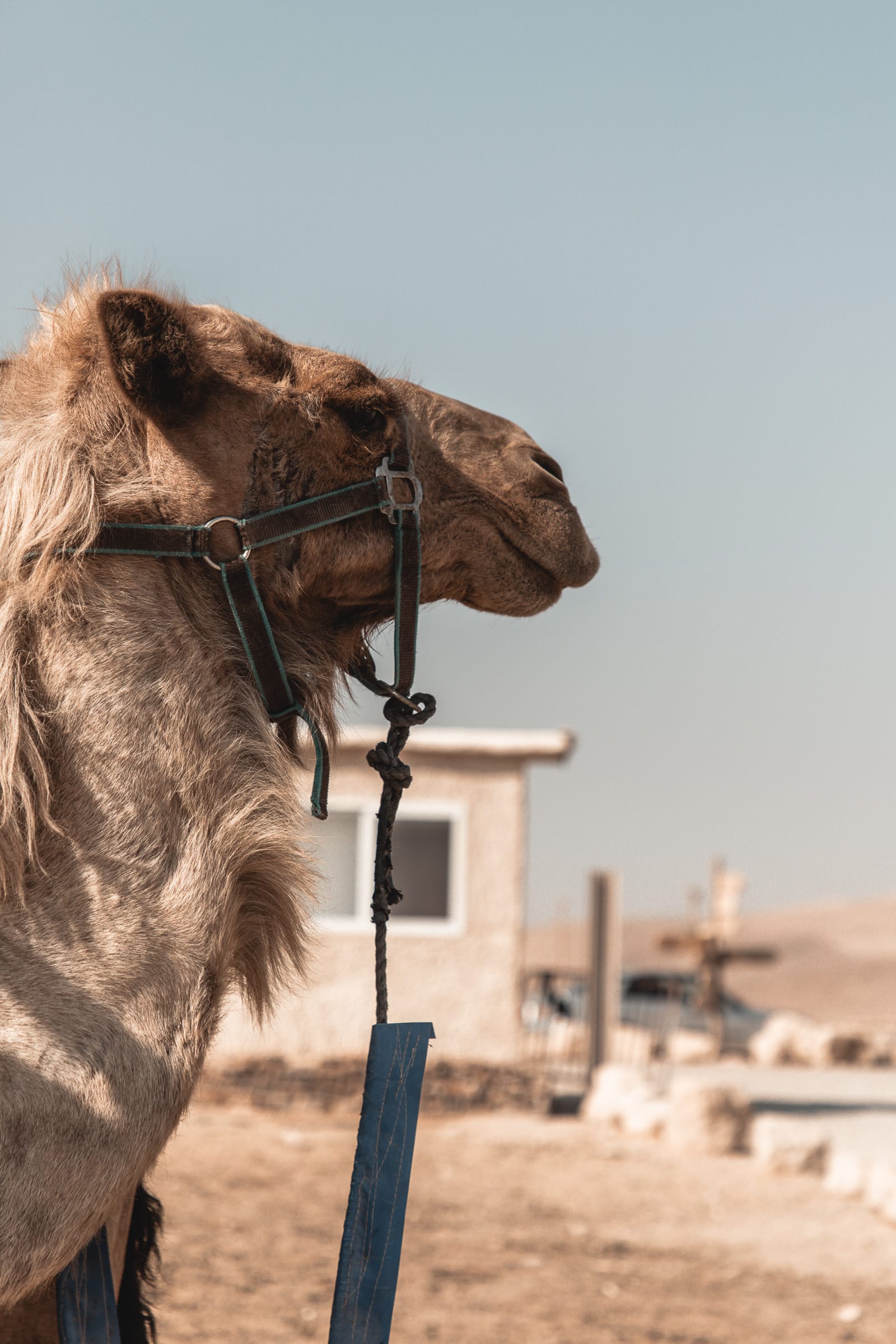Masada camels