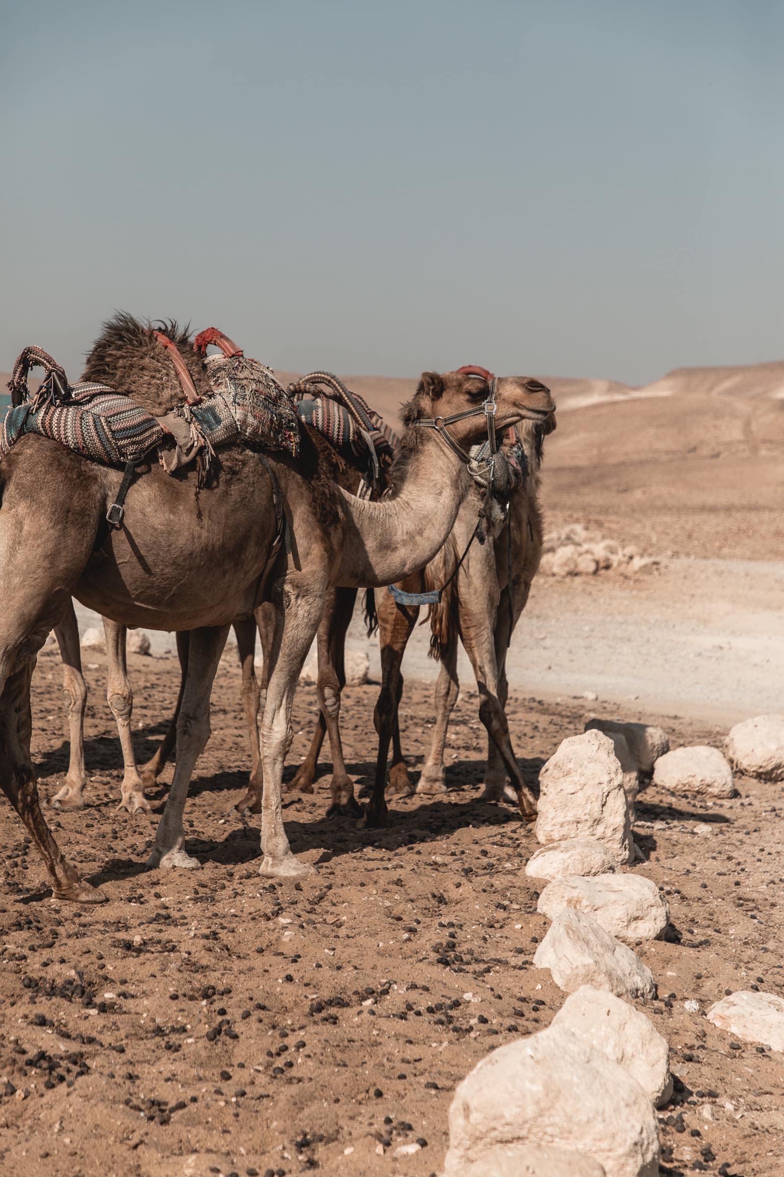 Masada camels