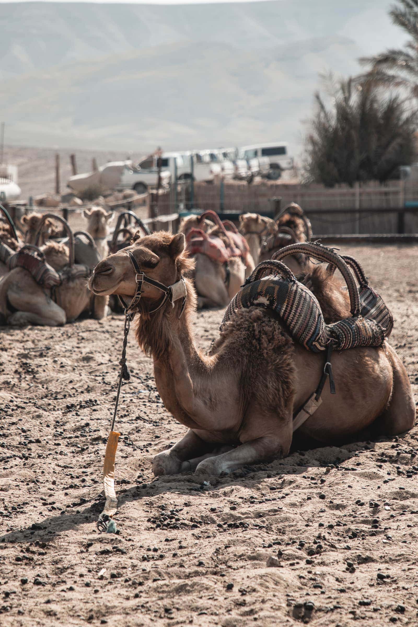 Masada camels