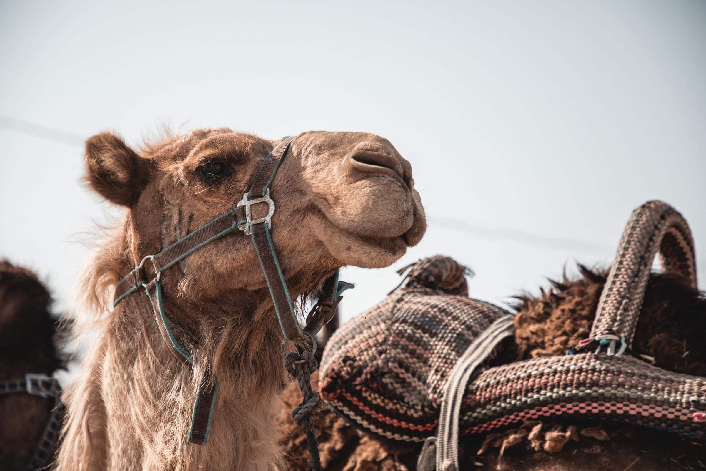 Masada camels