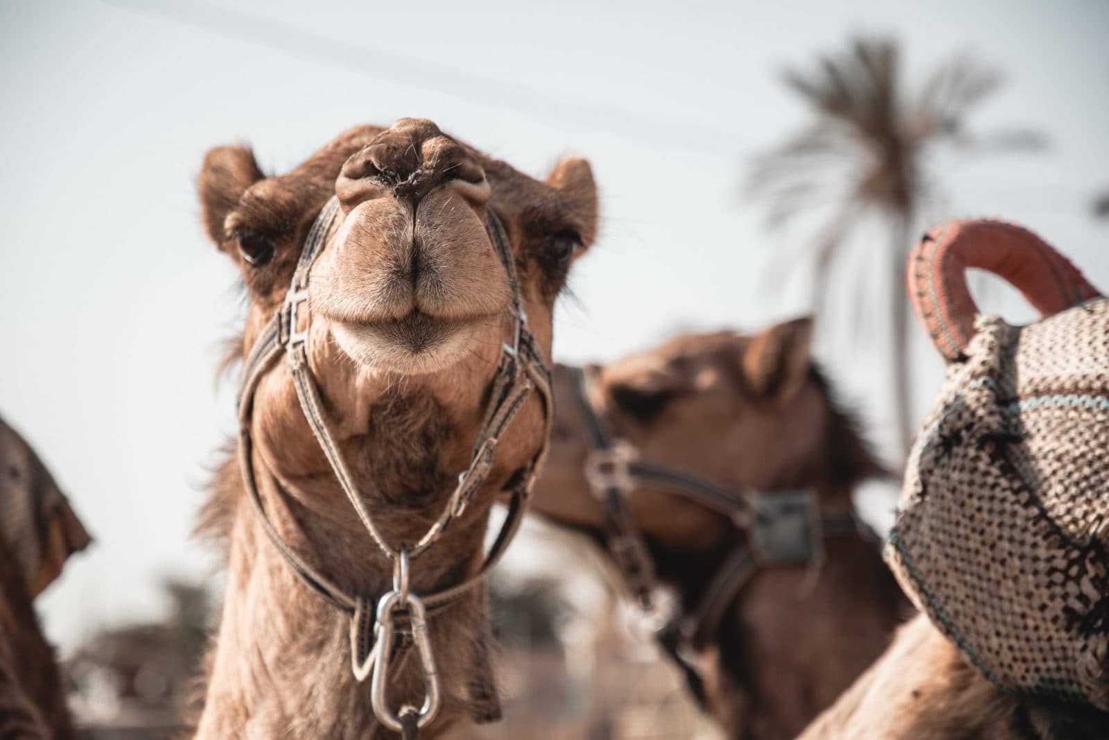 Masada camels