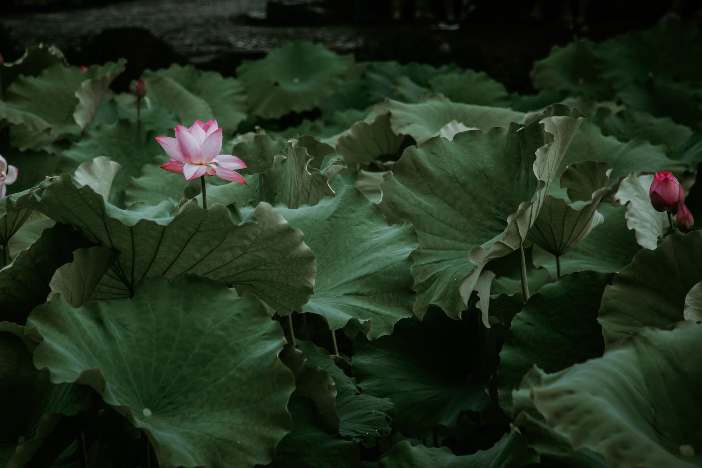 Suzhou Garten des bescheidenen Beamten Teich mit Lotusblüten